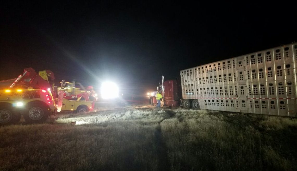 Nighttime Cattle Truck Recovery